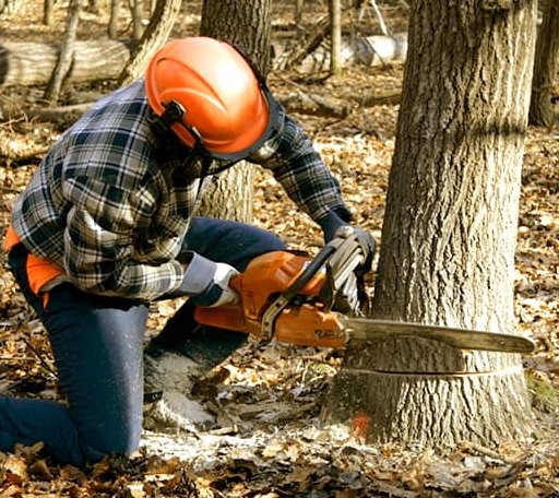 Tree Removal in Bushwood, MD